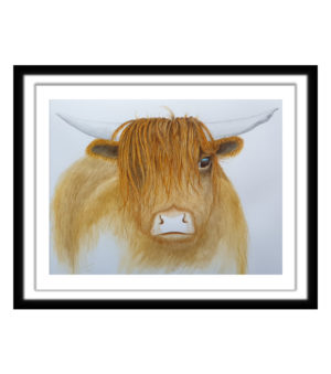 Hazel the Highland Coo