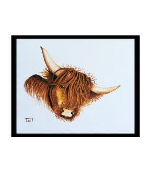 Hamilton the Highland Coo